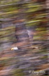 Bald Eagle (Haliaetus leucocephalus) adult in flight, boreal forest, British Columbia