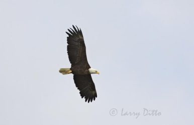 Bald Eagle in flight, Texas