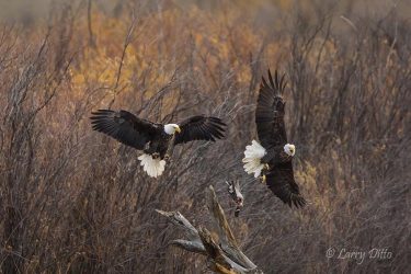 Bald Eagles, adults fighting over duck kill