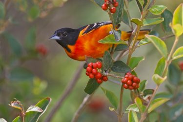Baltimore Oriole male feeding on Fiddlewood fruits.