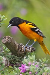 Baltimore Oriole male perched in wildflowers; spring migration.