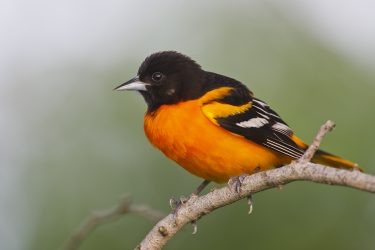 Baltimore Oriole male perched