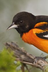 Baltimore Oriole male perched.