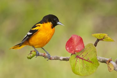 Baltimore Oriole, male perched