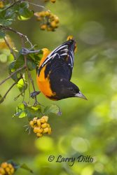 Baltimore Oriole (Icterus galbula) male feeding on Anacua fruits, s. Texas, spring