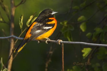 Baltimore Oriole male on fence wire.
