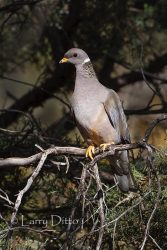 Band-tailed Pigeon in juniper