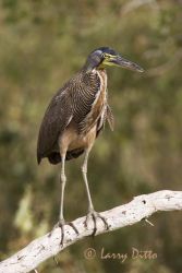 Bare-throated Tiger-Heron (Tigrisoma mexicanum) in an ebony-forest wetland near the Gulf of Mexico, Rancho Los Ebanos, Tepeguaje, Tamaulipas, Mexico