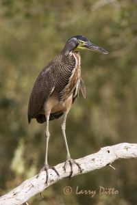 Bare-throated Tiger-Heron (Tigrisoma mexicanum) in an ebony-forest wetland near the Gulf of Mexico, Rancho Los Ebanos, Tepeguaje, Tamaulipas, Mexico