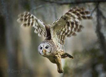 Barred Owl in flight