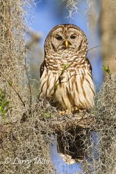Barred Owl, Caddo Lake, Texas