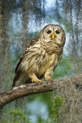 Barred Owl