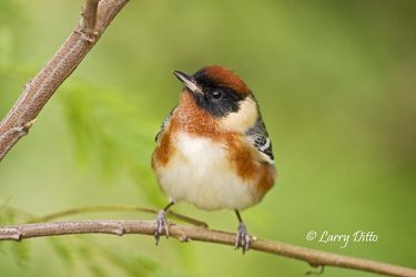 Bay-breasted Warbler, SPI