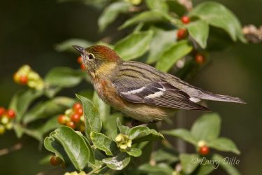 Bay-breasted Warbler in fiddlewood, South Padre Island, Texas