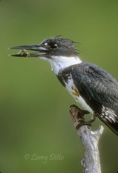 Belted Kingfisher with dragonfly larvae, Texas