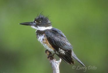Belted Kingfisher on hunting perch, Texas