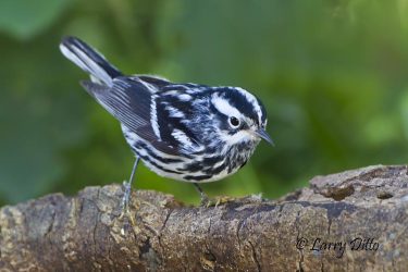 Black and white warbler foraging.