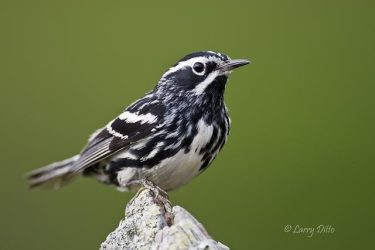 Black and White Warbler, male perched, spring