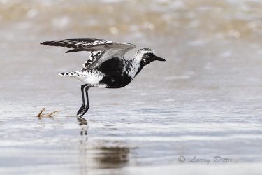Black-bellied Plover at takeoff from beach.