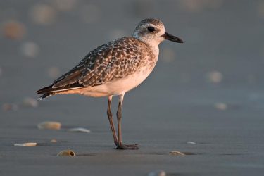 Black-bellied Plover feeding on wet beach habitat, Gulf of Mexico, winter.