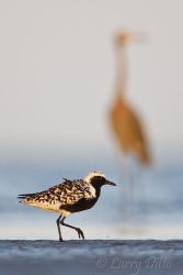 Black-bellied Plover on beach in the lower Laguna Madre, Texas