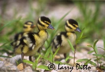 Black-bellied Whistling Duck (Dendrocygna autumnalis) babies walking to water, s. Texas