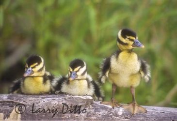 Black-bellied Whistling Duck (Dendrocygna autumnalis) babies resting on log by pond, s. Texas