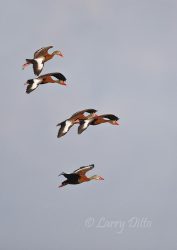 Black-bellied Whistling Ducks in flight