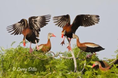 Black-bellied Whistling Ducks landing in mesquite, s. Texas