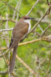 Black-billed Cuckoo resting in thicket