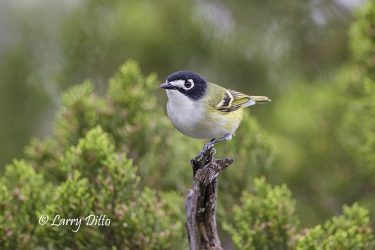 Black-capped Vireo in juniper