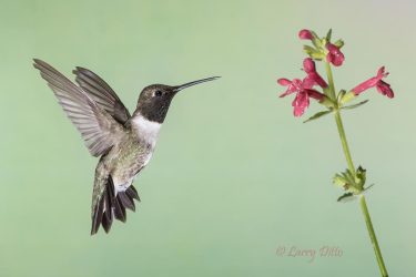 Black-chinned Hummingbird, male feeding at salvia flowers, Davis Mountains, Texas
