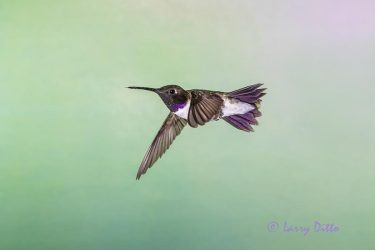 black-chinned hummingbird