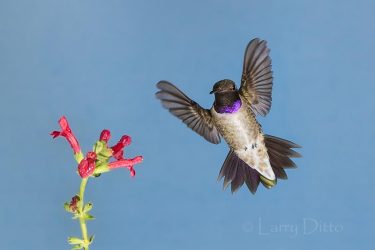 Black-chinned Hummingbird
