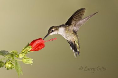 Black-chinned Hummingbird at Turk's Cap flower, south Texas