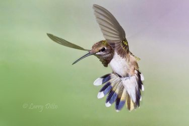 Black-chinned Hummingbird hovering, s. Texas