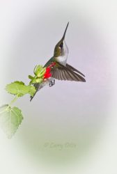 Black-chinned Hummingbird hovering at Turk's Cap flowers, s. Texas