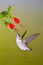 Black-chinned Hummingbird hovering at Turk's Cap flowers, s. Texas