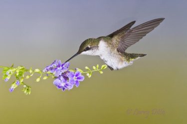 Black-chinned Hummingbird feeding at ornamental flower, s. Texas