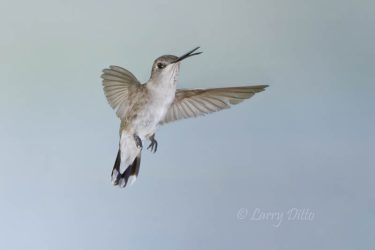 Black-chinned Hummingbird (Archilochus alexandri) juvenile male hovering