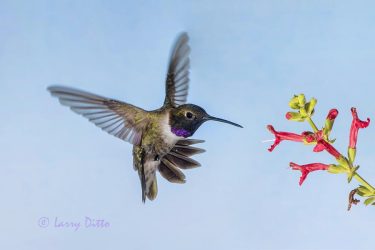 Hummingbird, Black-chinned, feeding