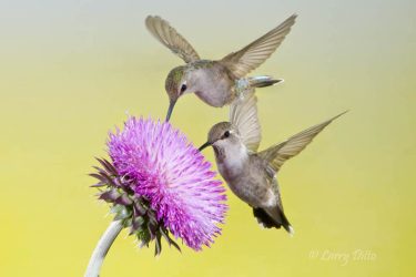 Black-chinned Hummingbirds feeding at bull thistle