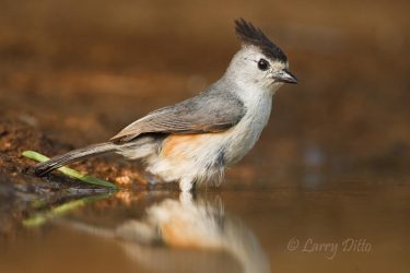 Black-crested Titmouse ready to bathe in south Texas ranch pond
