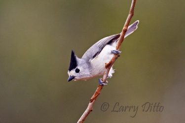 Black-crested Titmouse on south Texas ranch