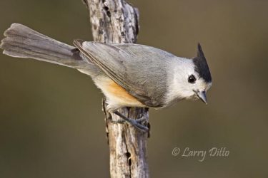 Tufted Titmouse (Baeolophus bicolor) on perch, black-crested variety