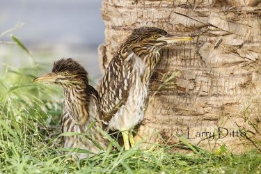 Young black-crowned nightherons fallen from nest, Brownsville, Texas