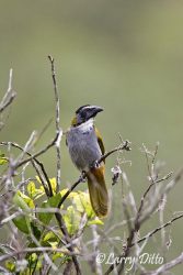 Black-headed Saltator (Saltator atriceps) adule perched on limb, Tamaulipas, Mexico, February