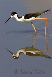Black-necked Stilt (Himantopus mexicanus) adult, feeding, pond, s. Texas, spring