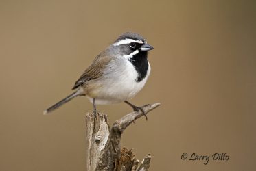 Black-throated Sparrow (Amphispiza bilineata) perched on forked limb, s. Texas