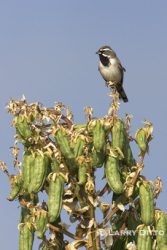 Black-throated Sparrow perched on Yucca pods.